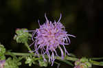 Roughleaf blazing star <BR>Tall blazing star